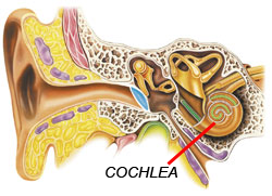 inner-ear  displayed on Omega432.com  -Brian T Collins